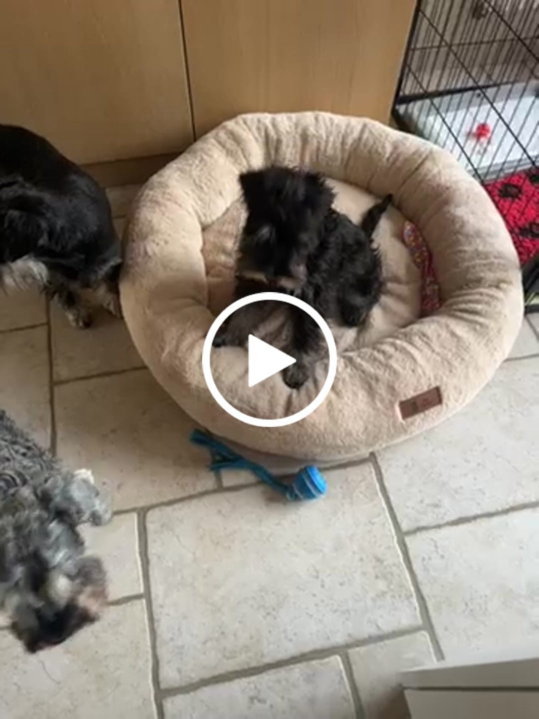 Customer video review of Pet Perfect Orthopedische Donutmand