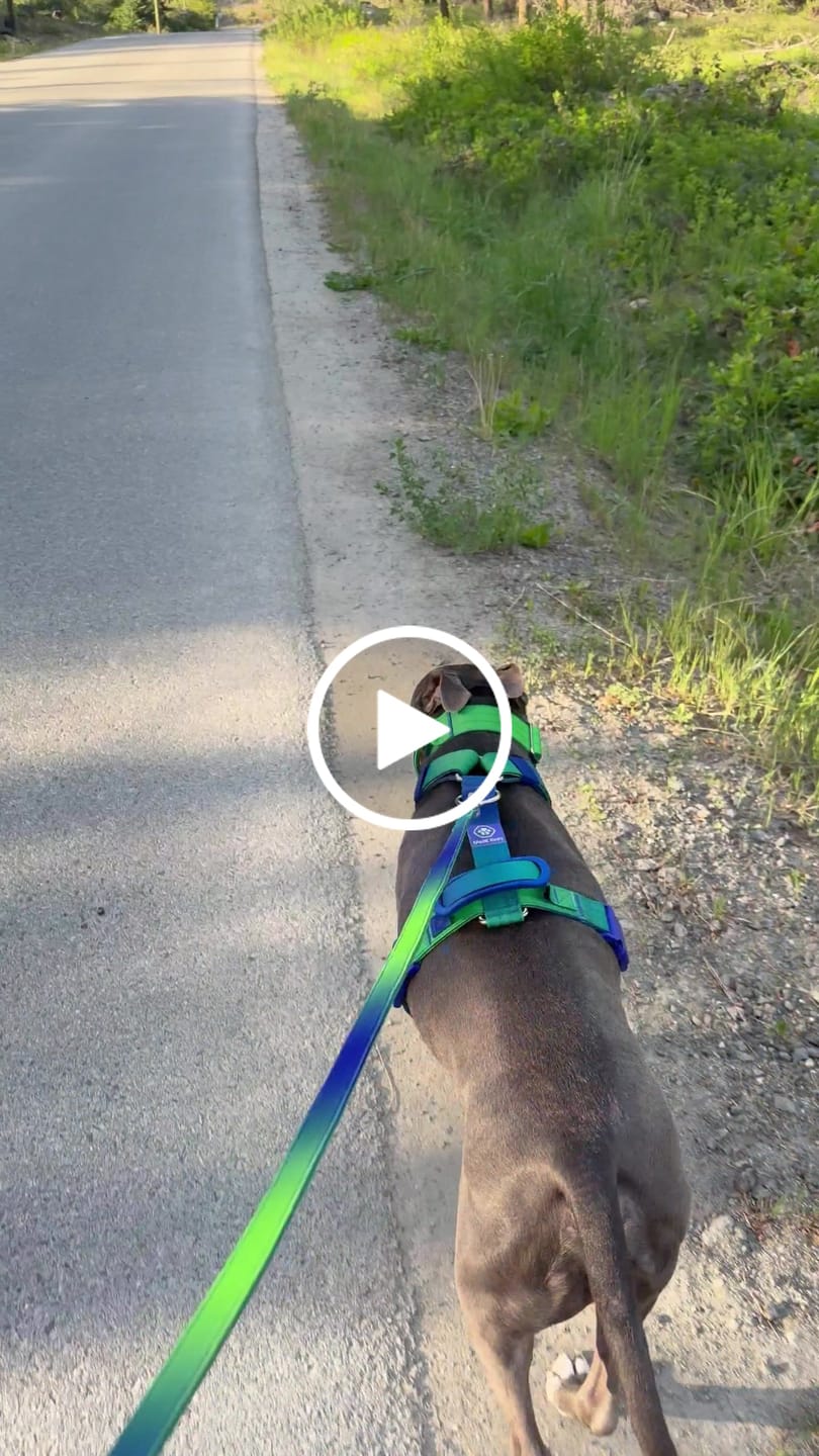 Customer video review of Comfort Control Collar - Lime Wave