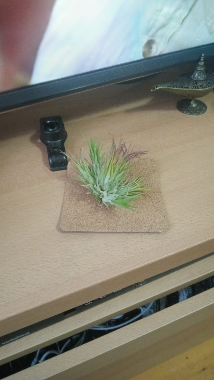 Customer photo review of Tillandsia flabellata 'L'