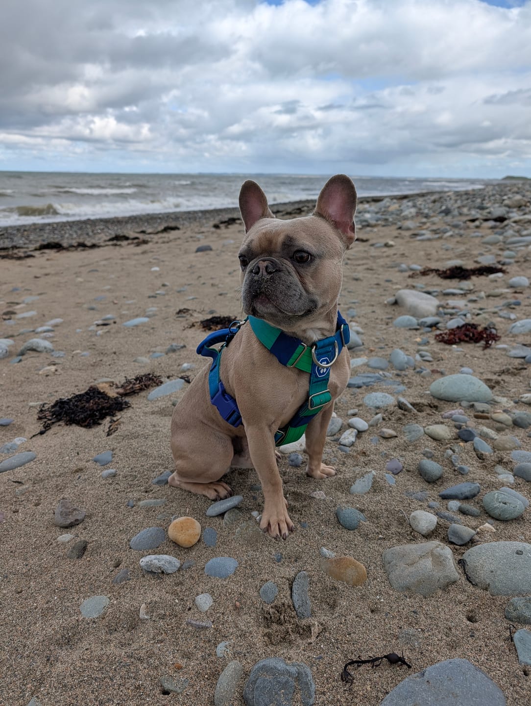 Customer photo review of Comfort Control No-Pull Dog Harness Set - Lime Wave