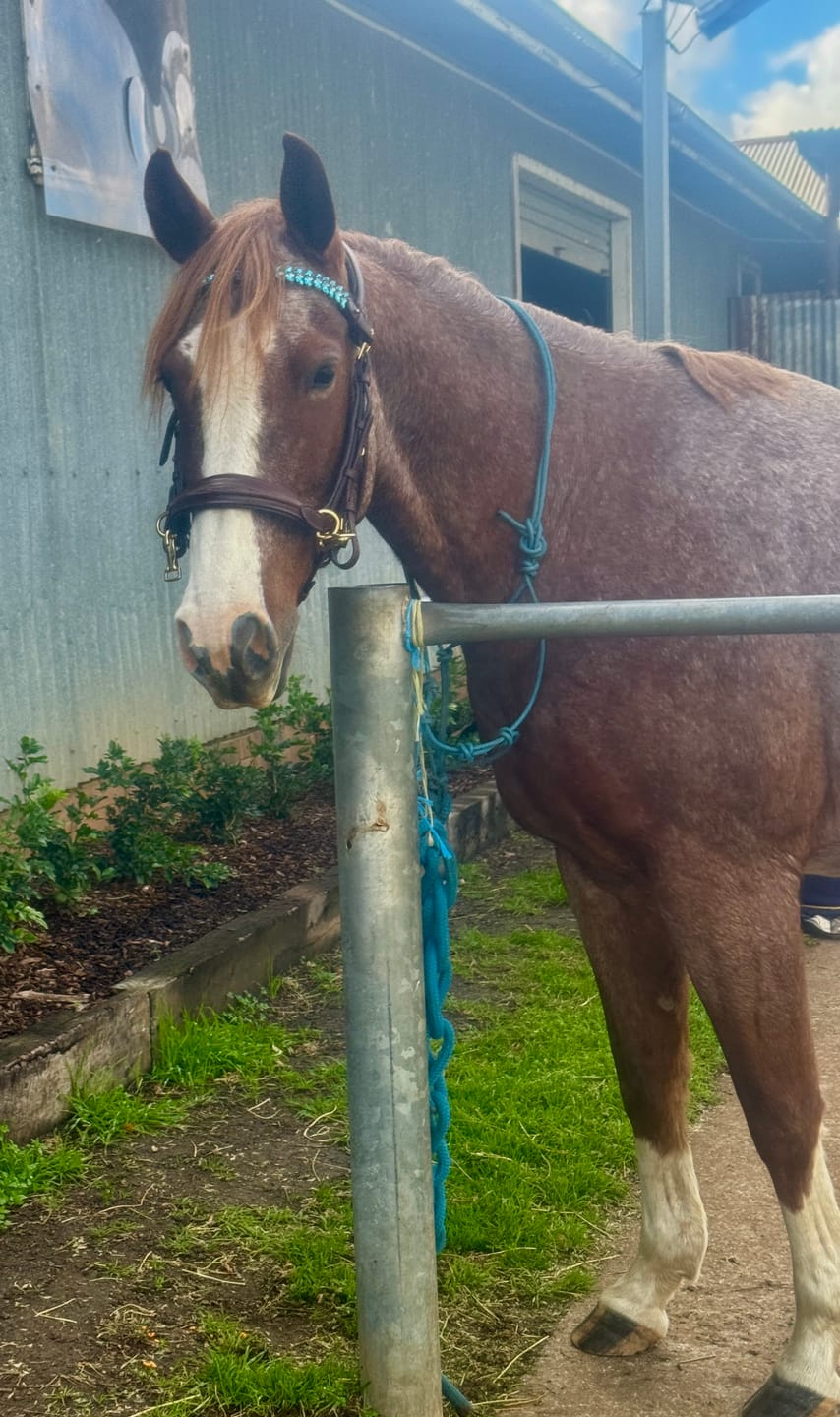Customer photo review of Soft leather reins