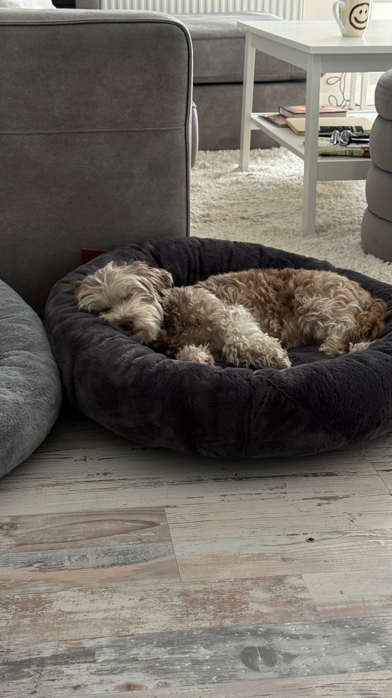 Customer photo review of Orthopädisches Hundebett Deluxe