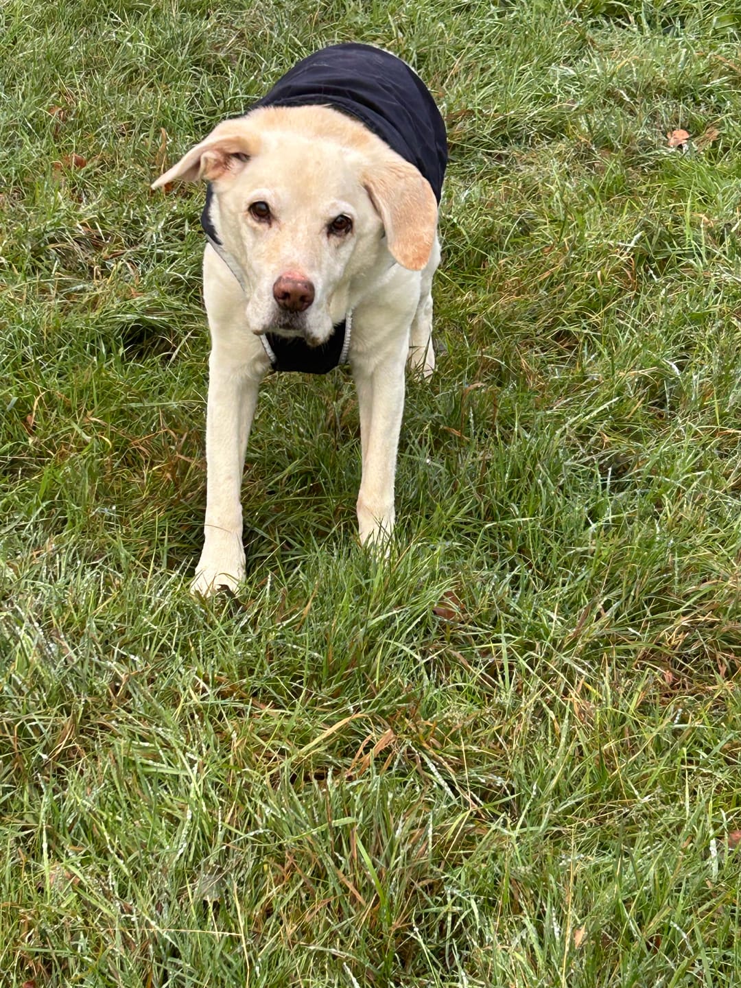 Customer photo review of collagen for dogs