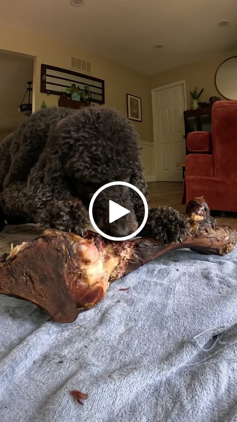 Customer video review of Smoked Dinosaur Bones