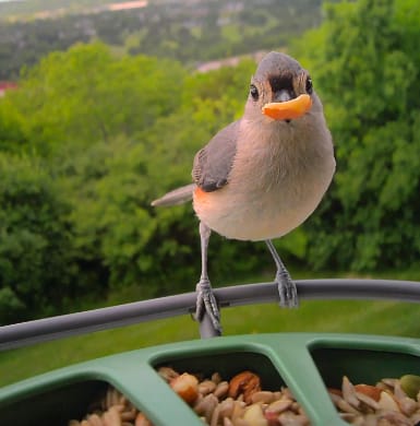 Customer photo review of Birdfy Feeder 2 Pro - Dual-Lens Smart Bird Feeder with Camera
