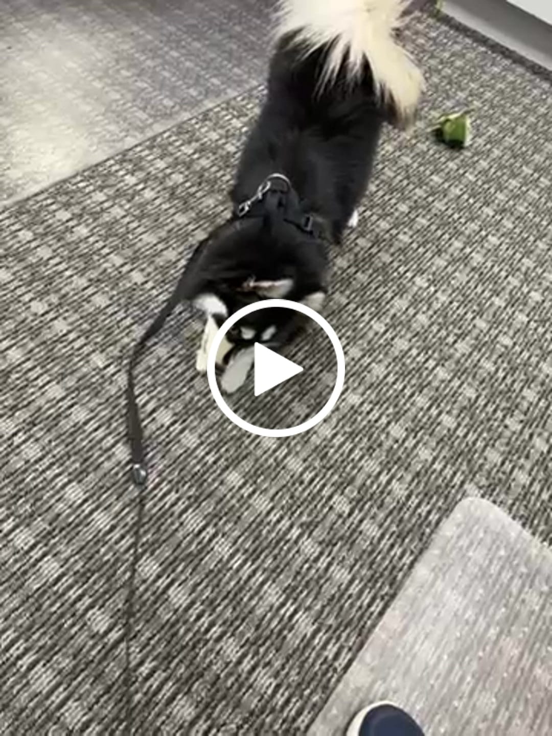 Customer video review of Long-Lasting Yak Chews — 6 Flavor Pack