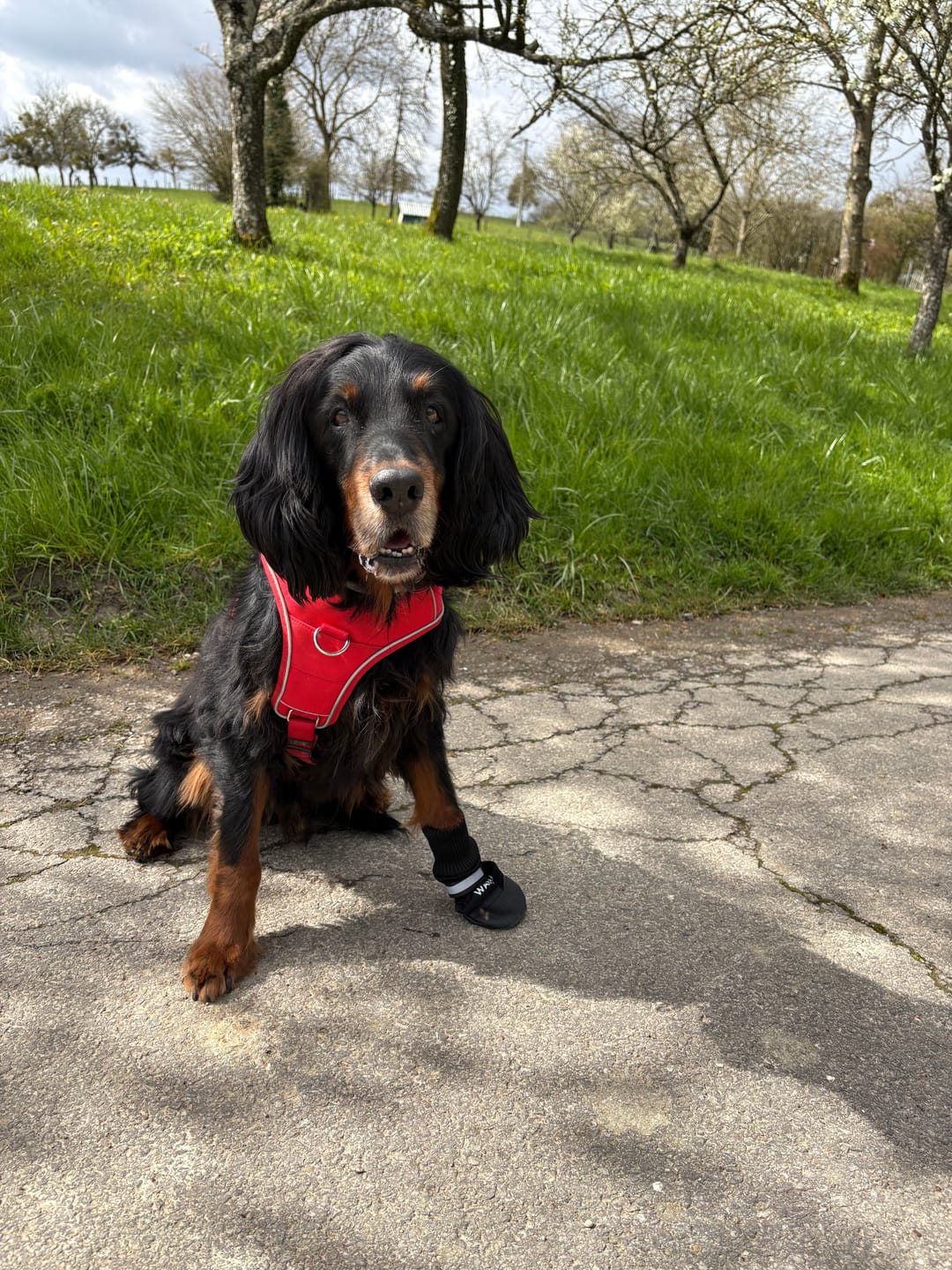 Customer photo review of Probio Belly Snacks für Hunde mit BIOTICS³-Komplex: Präbiotika, Probiotika & Postbiotika