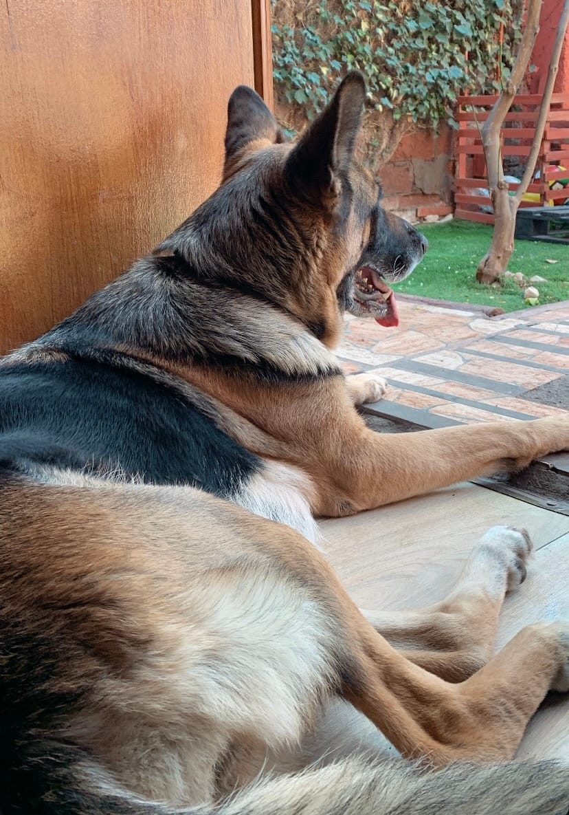 Customer photo review of PetFamily Foods