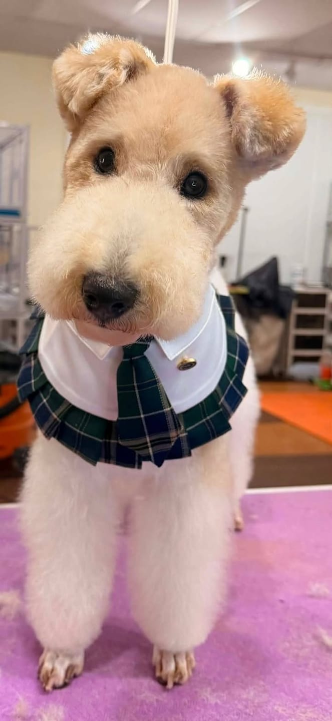 Customer photo review of Emma – Schoolgirl Dog Outfit | Adorable Pet Uniform