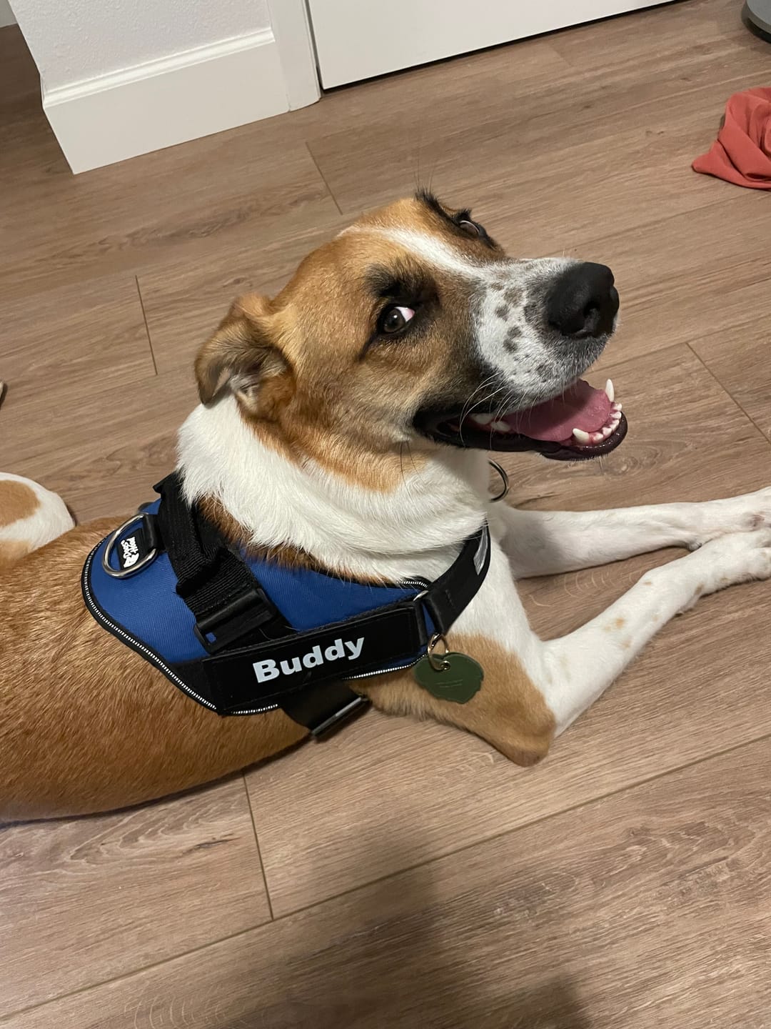 Customer photo review of Dogshood ™ No Pull Harness
