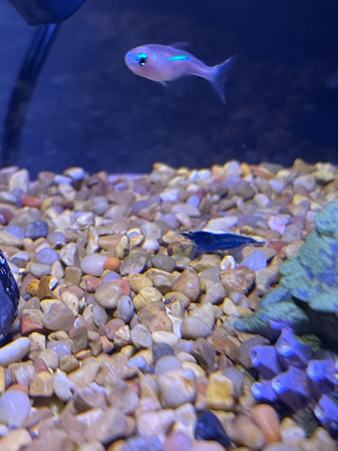 Customer photo review of Blue Velvet Shrimp