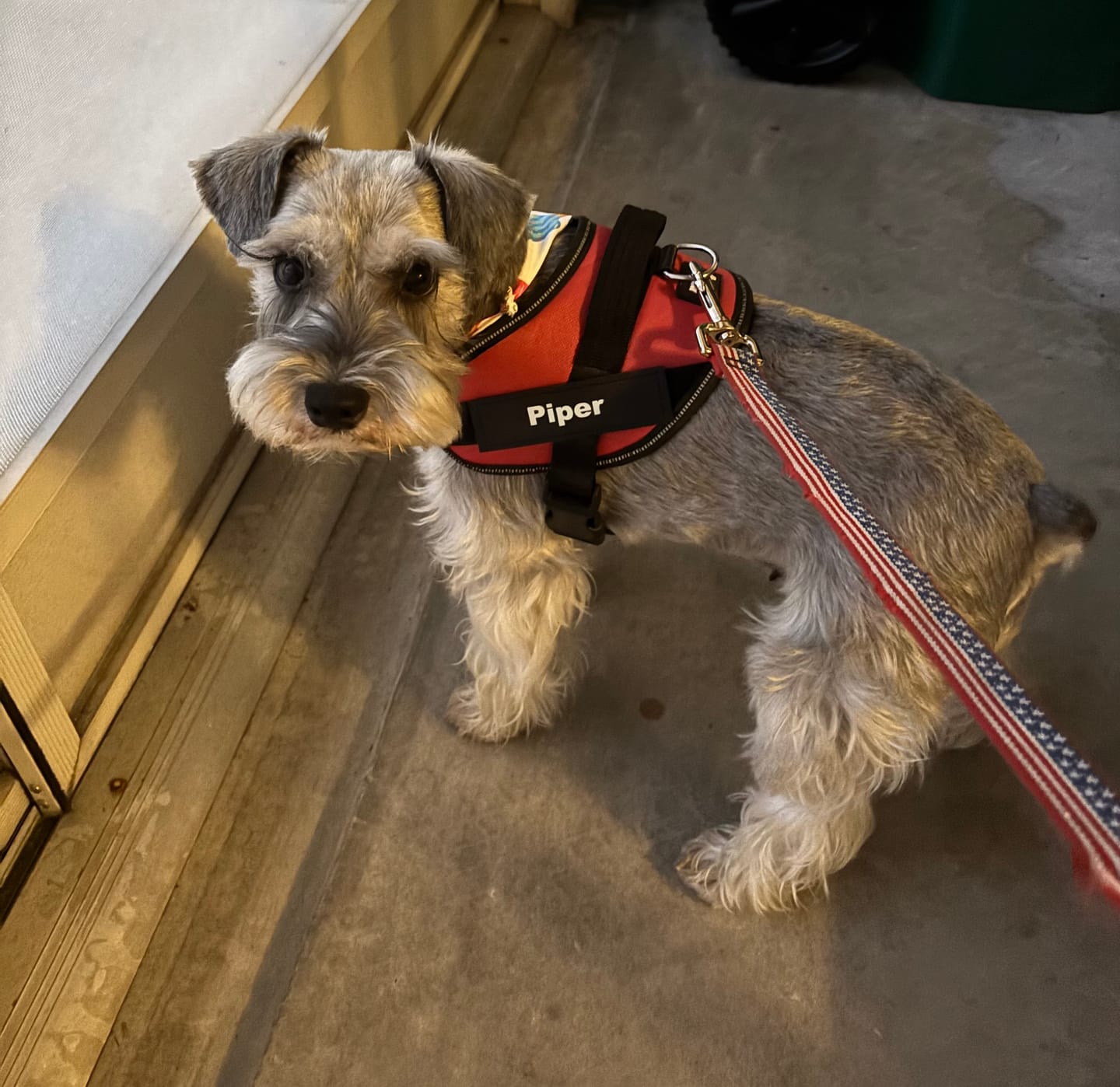 Customer photo review of Dogshood ™