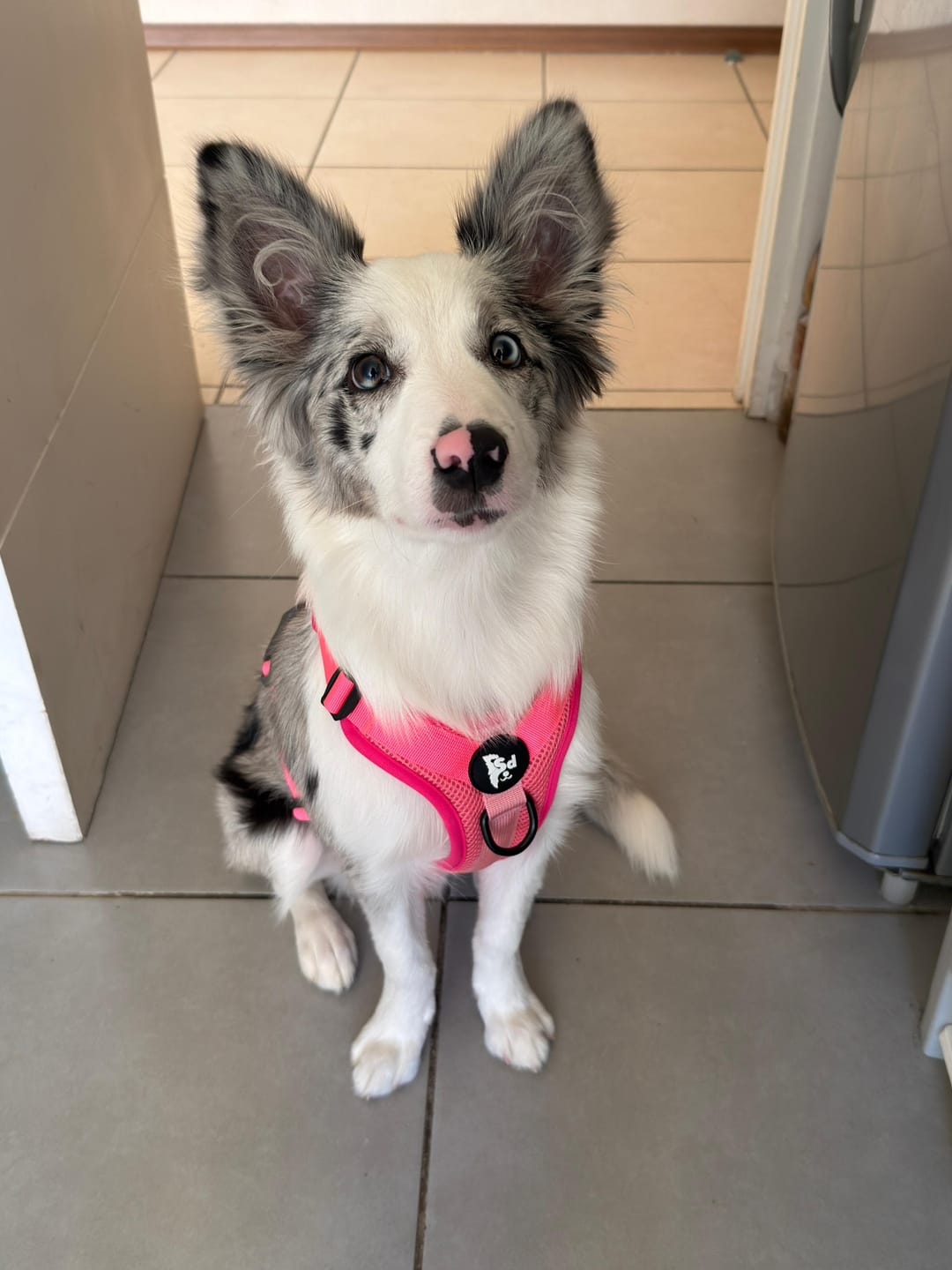 Customer photo review of 🐾 Dogpack Sheepdogz Flamenco🦩