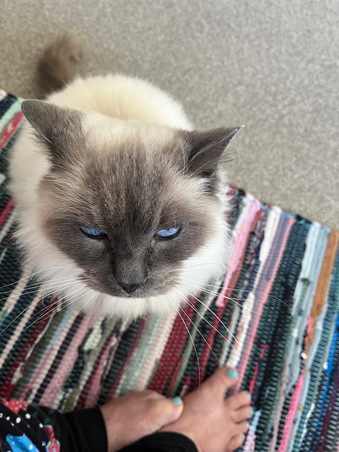 Customer photo review of Bravecto PLUS for Medium Cats 2.8kg- 6.25kg Spot-On Solution - Blue