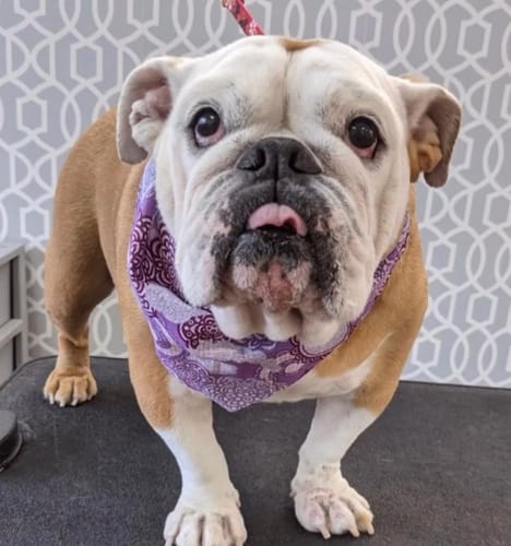 Customer photo review of CO2 Tablet For Canine Skincare | Lactic Acid | 100 Pack
