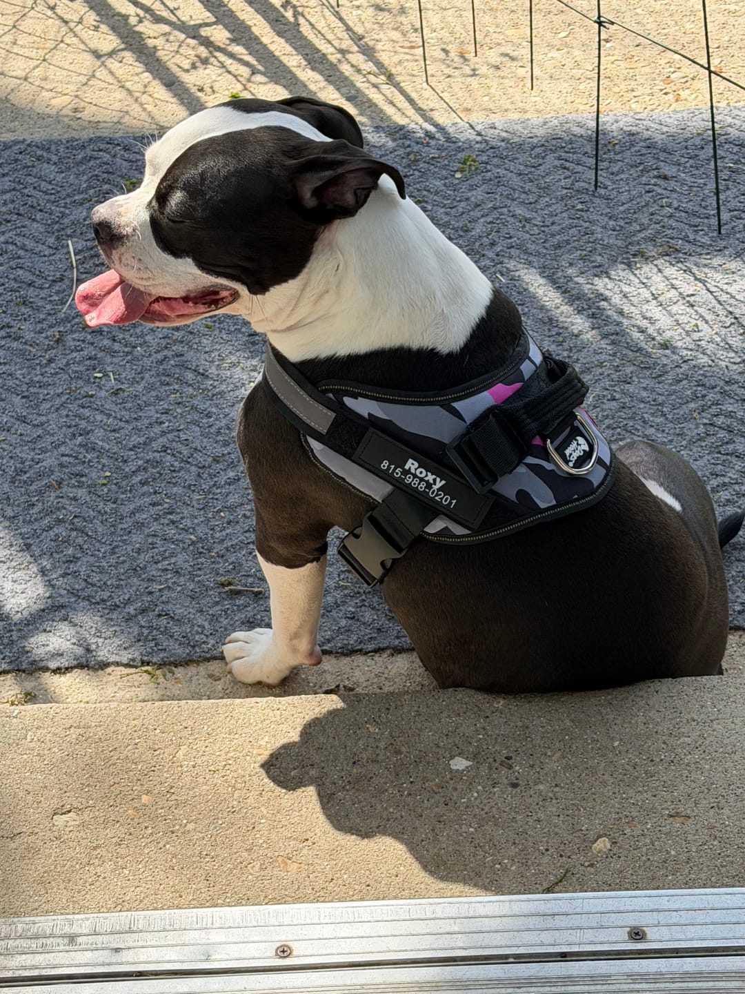 Customer photo review of Dogshood ™