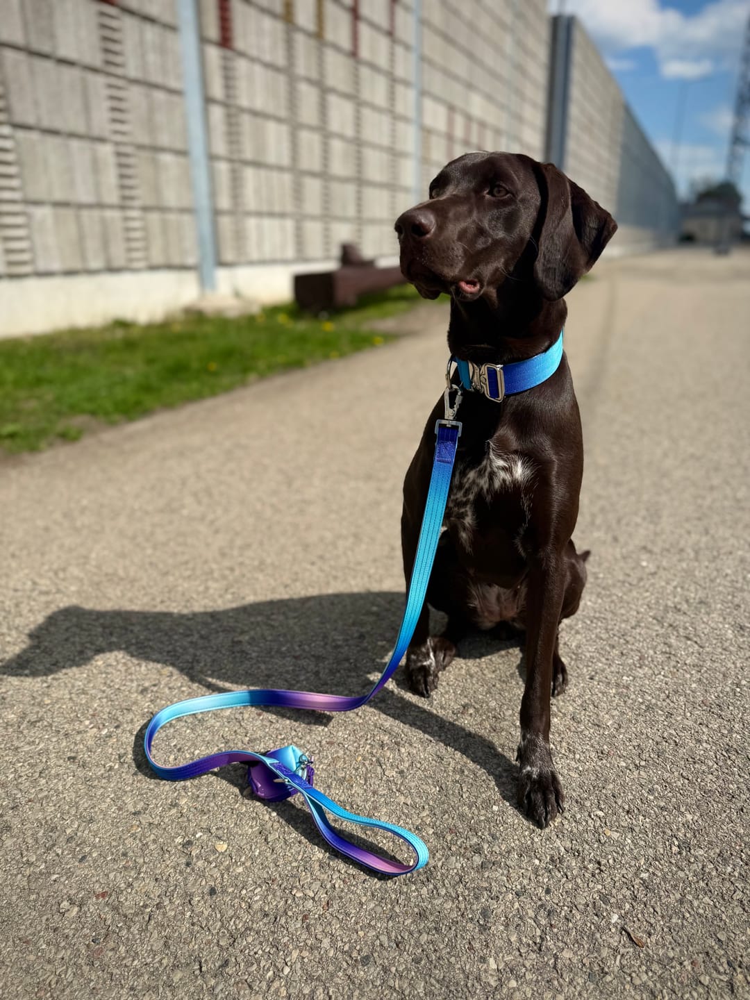 Customer photo review of Comfort Control Dog Collar Sets