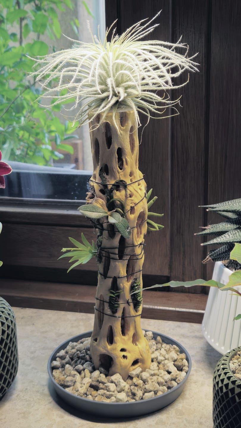 Customer photo review of Tillandsia tectorum "snow"