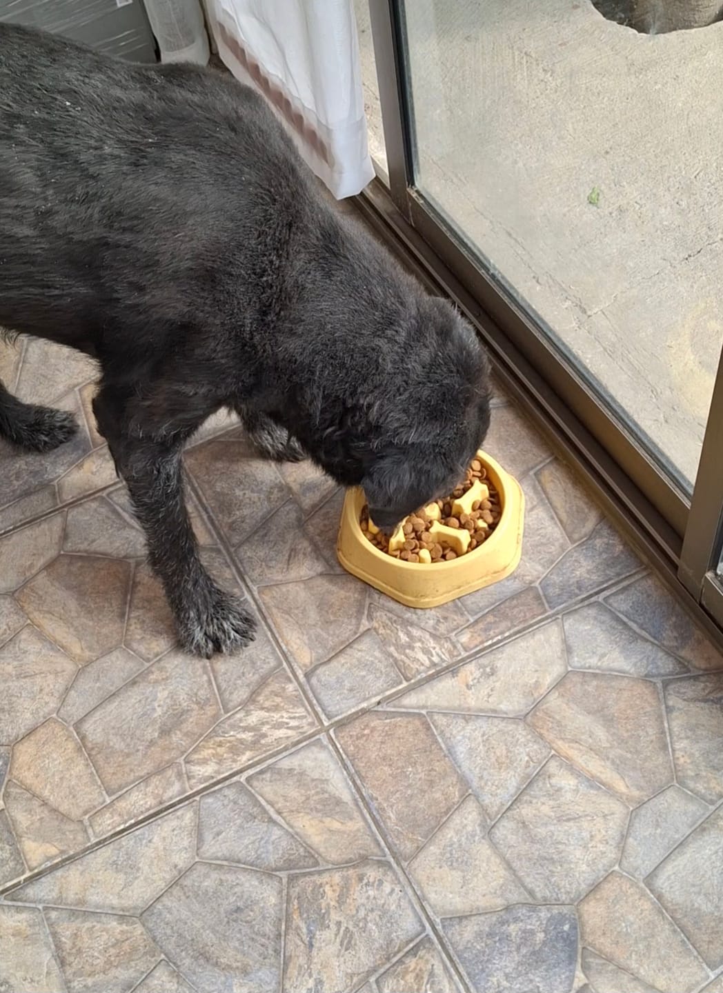 Customer photo review of PetFamily Foods Cerdo Nordico