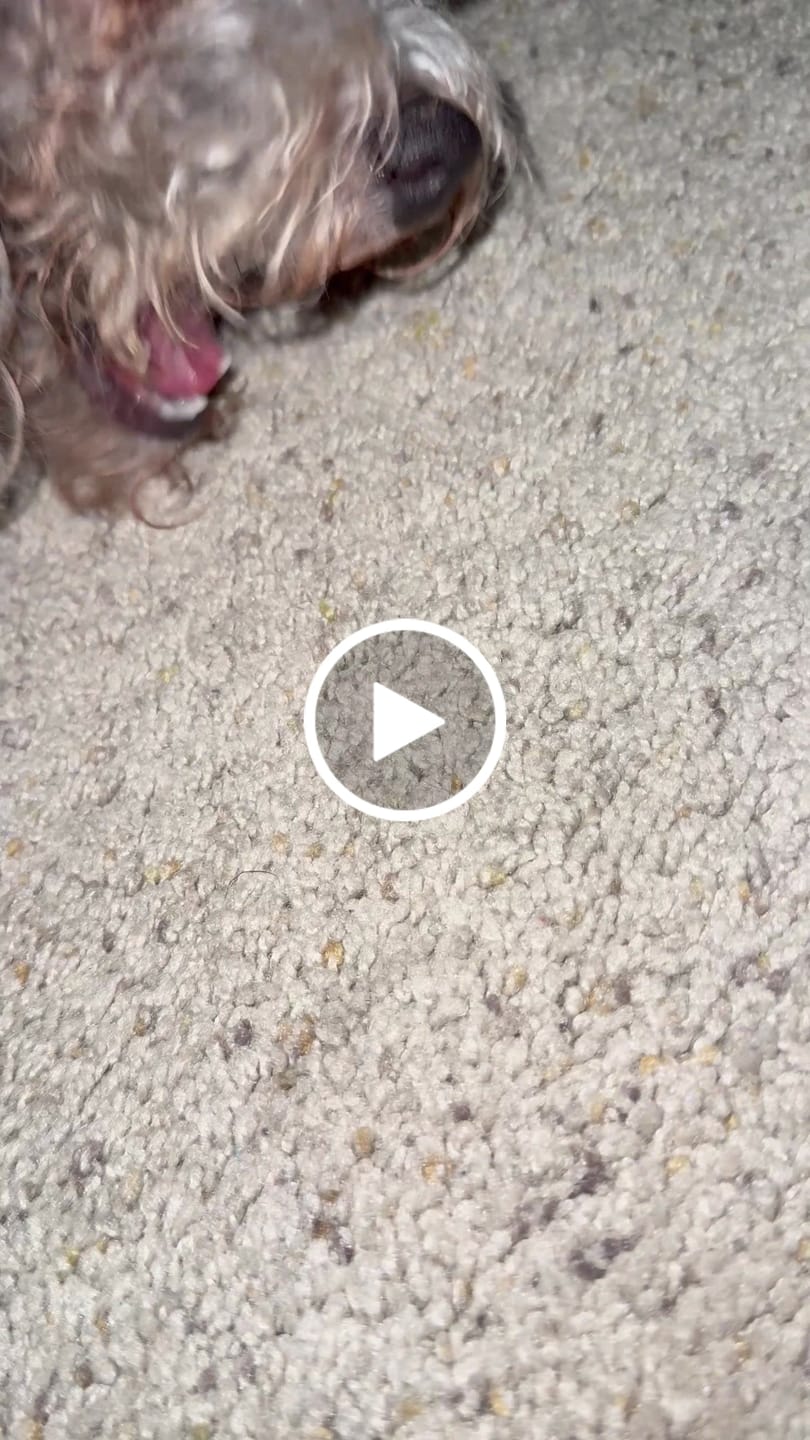 Customer video review of Himalayan Yak Cheese Chew Dog Treat