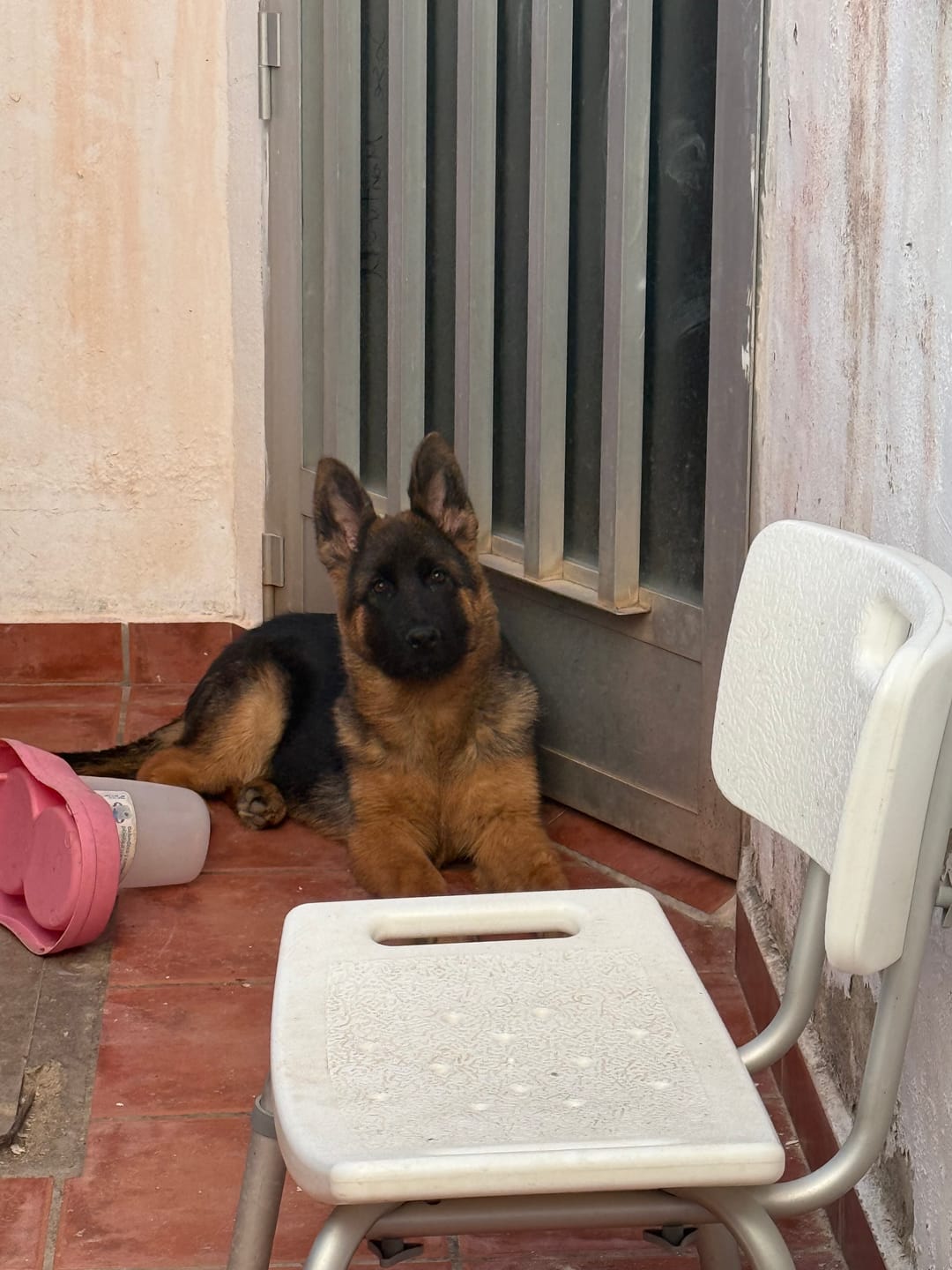 Customer photo review of Grain Free Puppy Salmon & Turkey