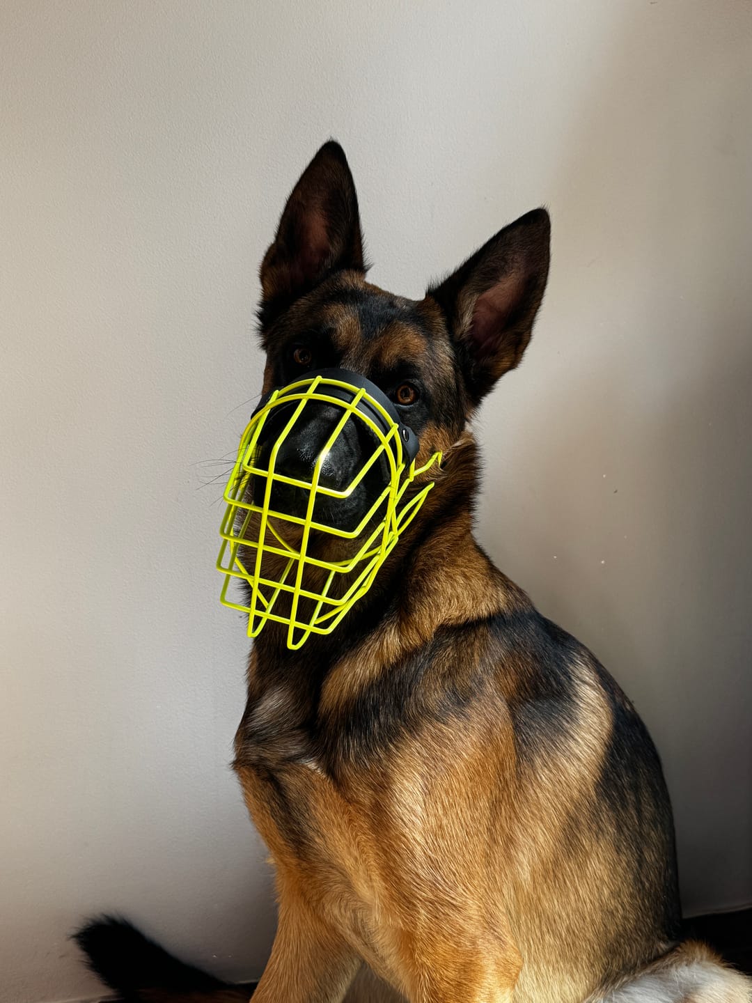 Customer photo review of „All in one“ Maulkorb