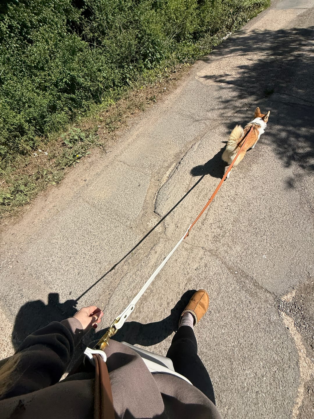 Customer photo review of Biothane Traffic Handle Dog Leash