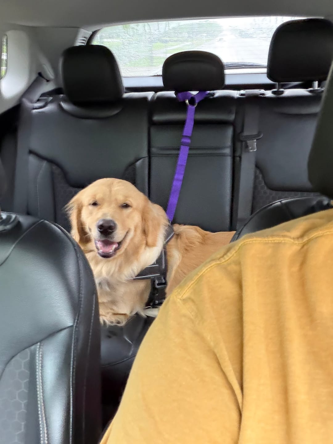 Customer photo review of 2 Pack Adjustable Headrest Car Dog Safety Seatbelt