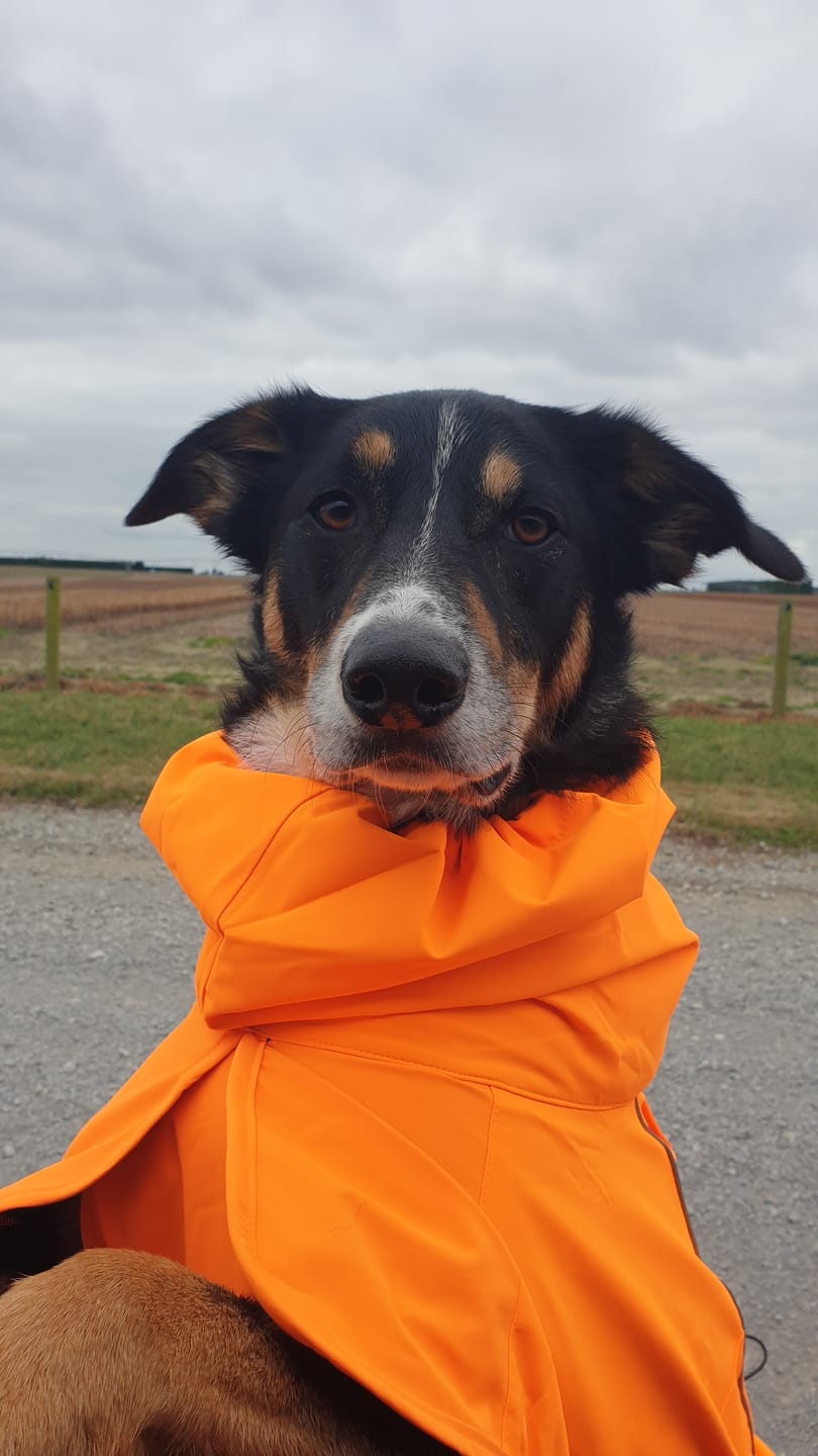 Customer photo review of Breatheshield™ Dog Raincoat (Multi-Color)