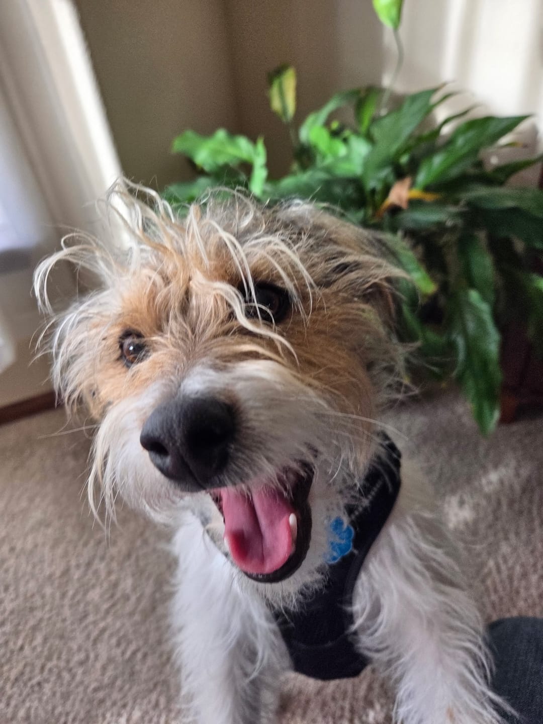 Customer photo review of Bison Bully Sticks Dog Chews