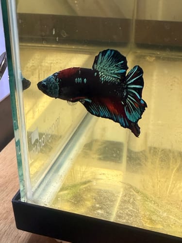Customer's Dark Flame Hellfire Plakat Betta fish in an aquarium, showing its dark body with iridescent blue and red fins.