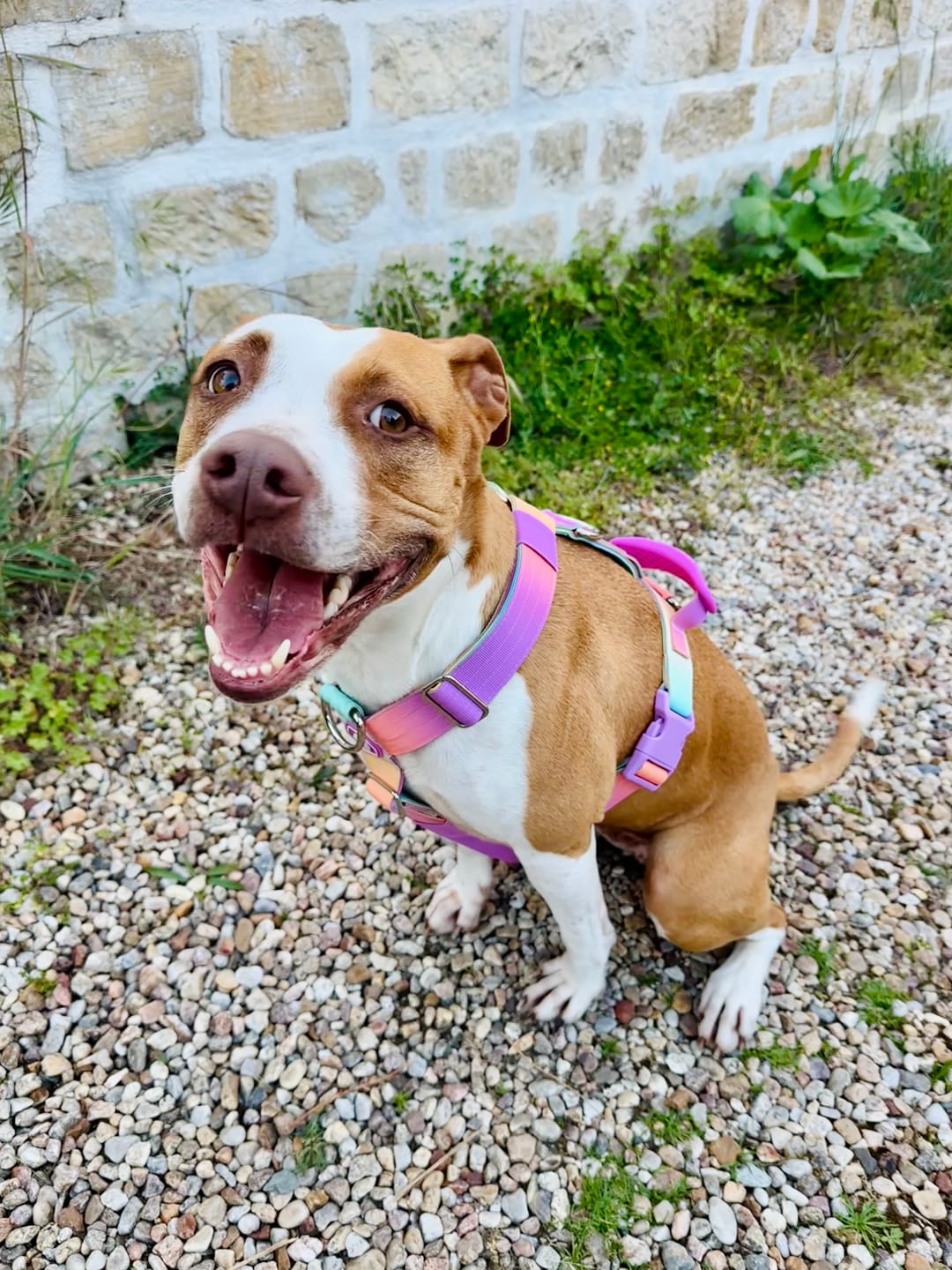 Customer photo review of Comfort Control No-Pull Dog Harness Set - Pastel Icing