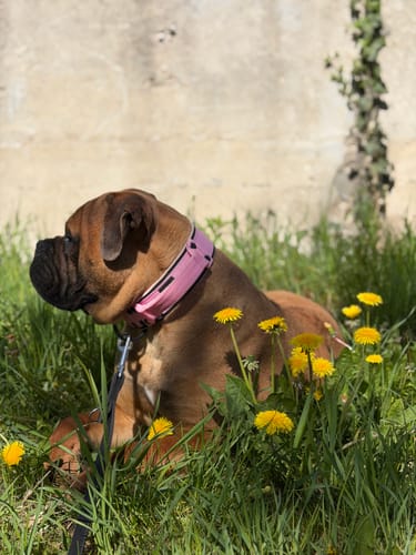 Customer photo review of Szeroka obroża z klamrą extreme - Extreme Buckle Black Edition Baby Pink