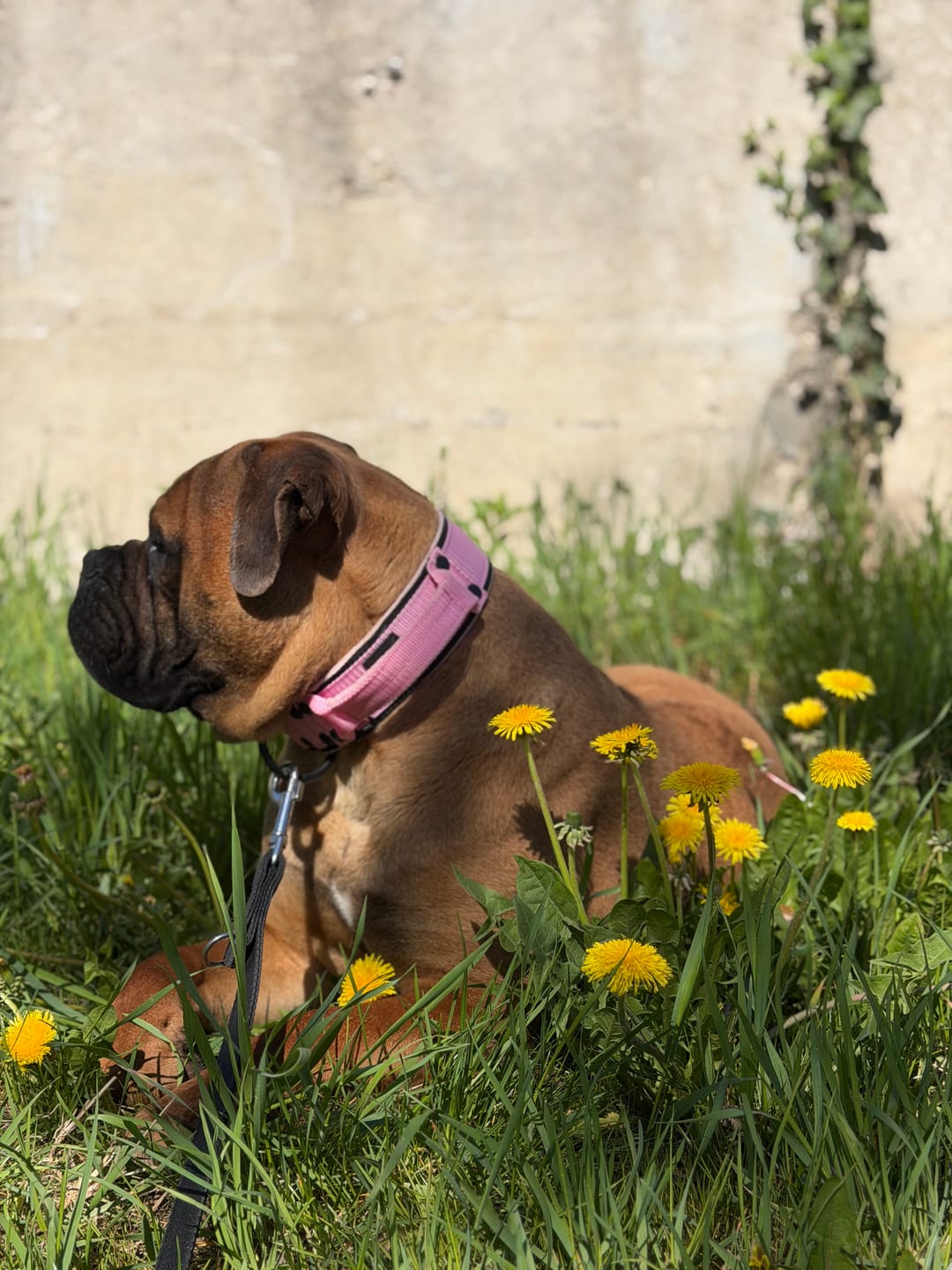Customer photo review of Szeroka obroża z klamrą extreme - Extreme Buckle Black Edition Baby Pink
