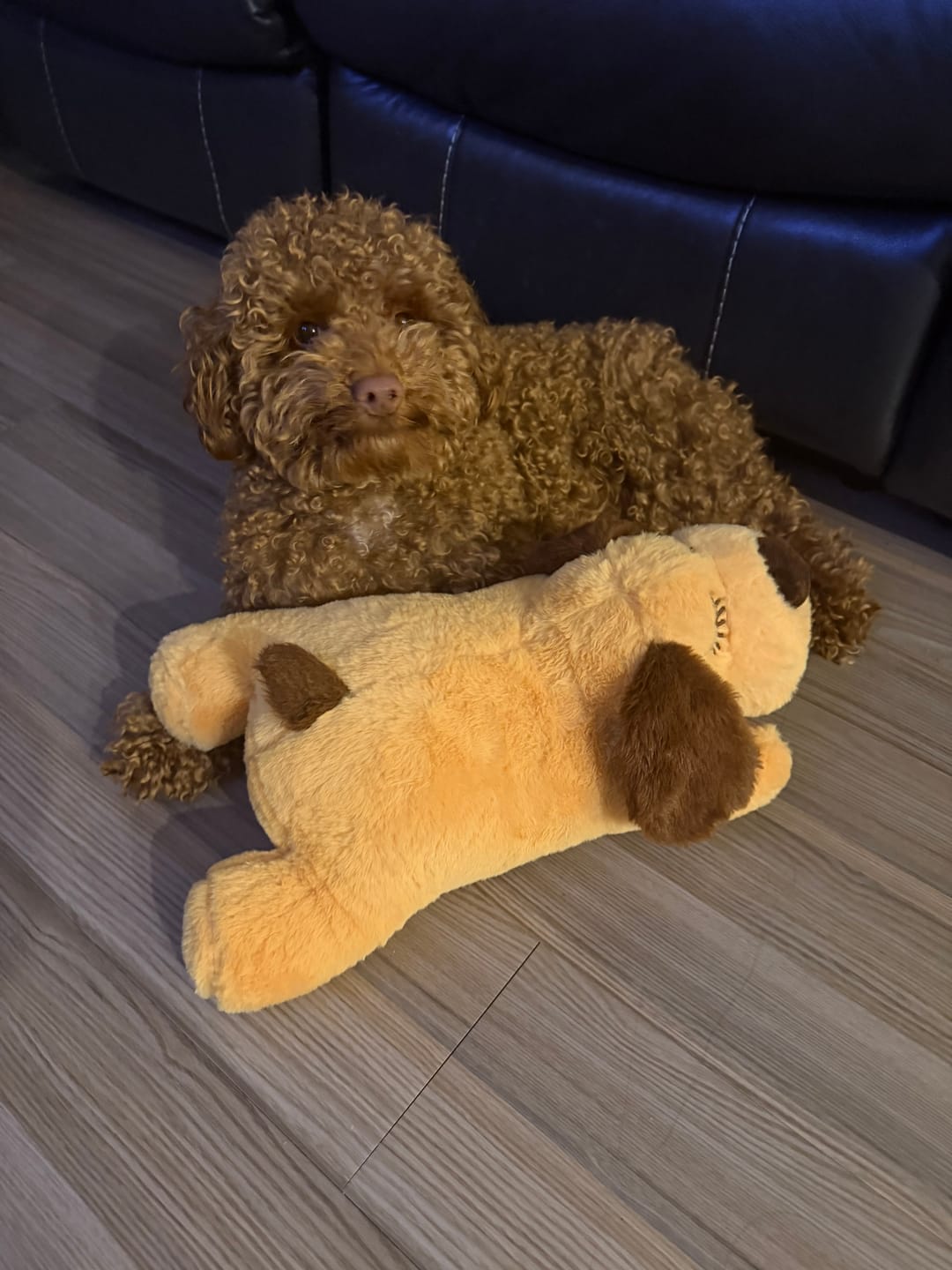 Customer photo review of Peluche Antiestrés para Mascotas