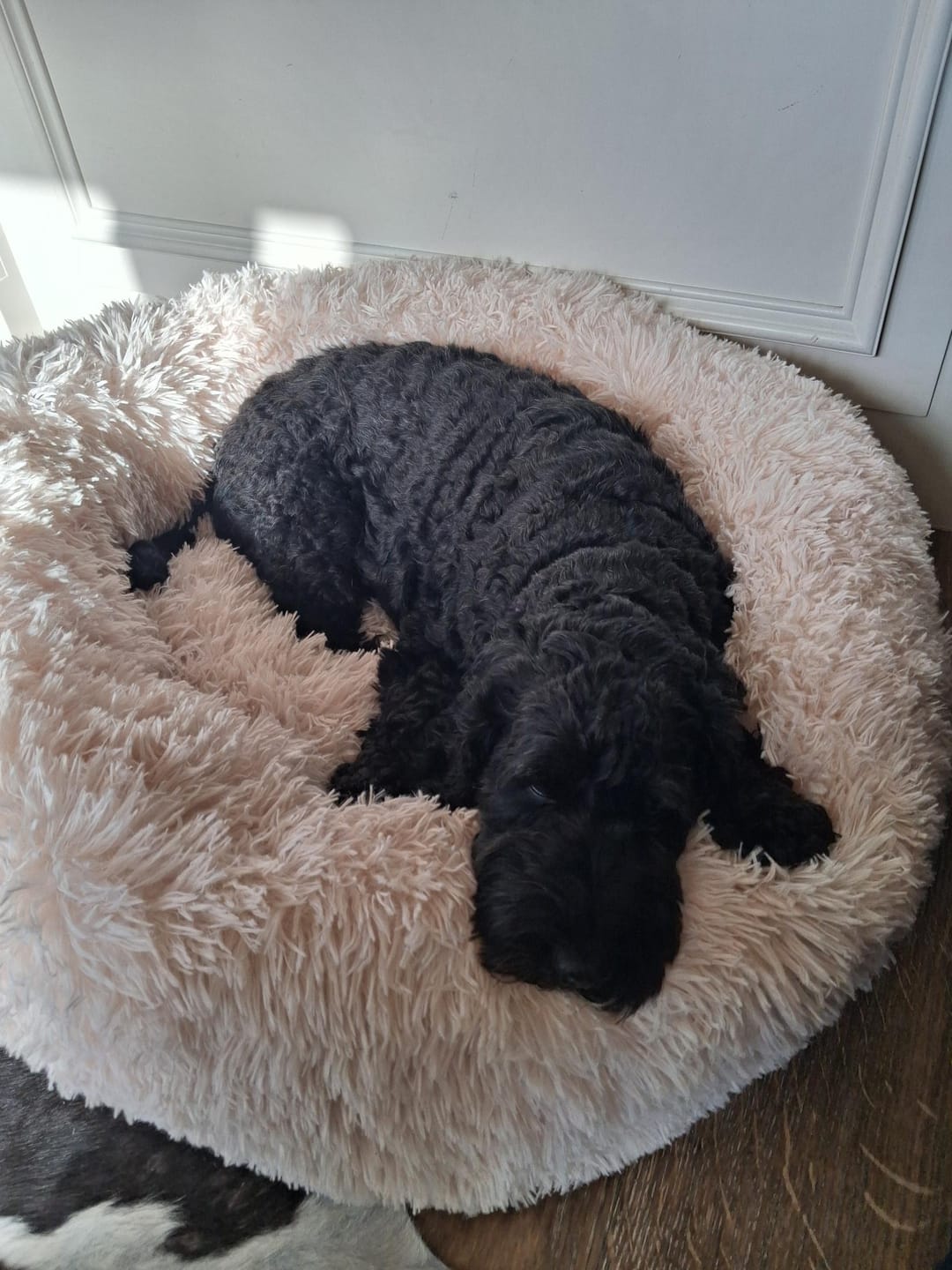 Customer photo review of Brooklyn® Deep Sleep Pet Bed