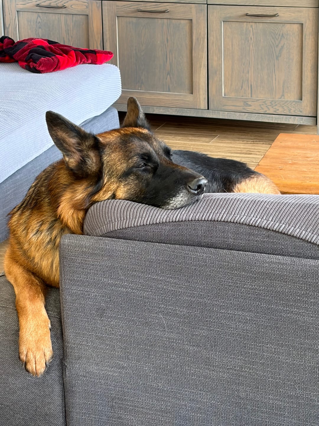 Customer photo review of K9 Choice - Os pour chien congelé - 3lb