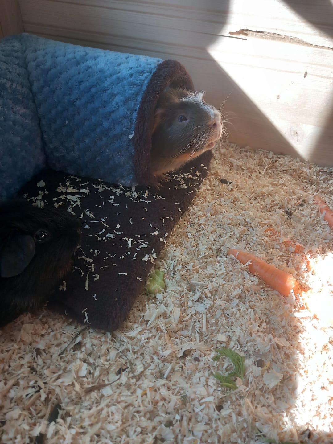 Customer photo review of 🏠 Eck-Waschanlage – Kuschelplatz für Meerschweinchen