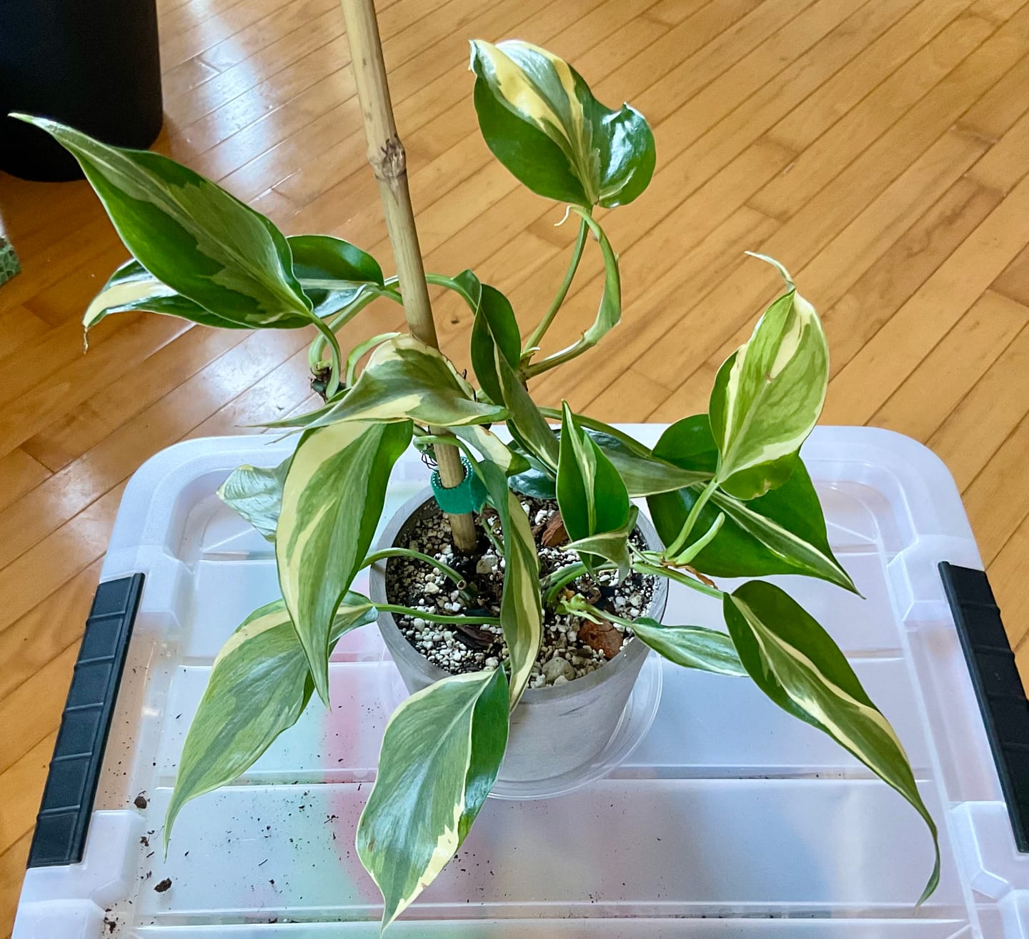 Customer photo review of Philodendron hederaceum 'Rio' - 3"