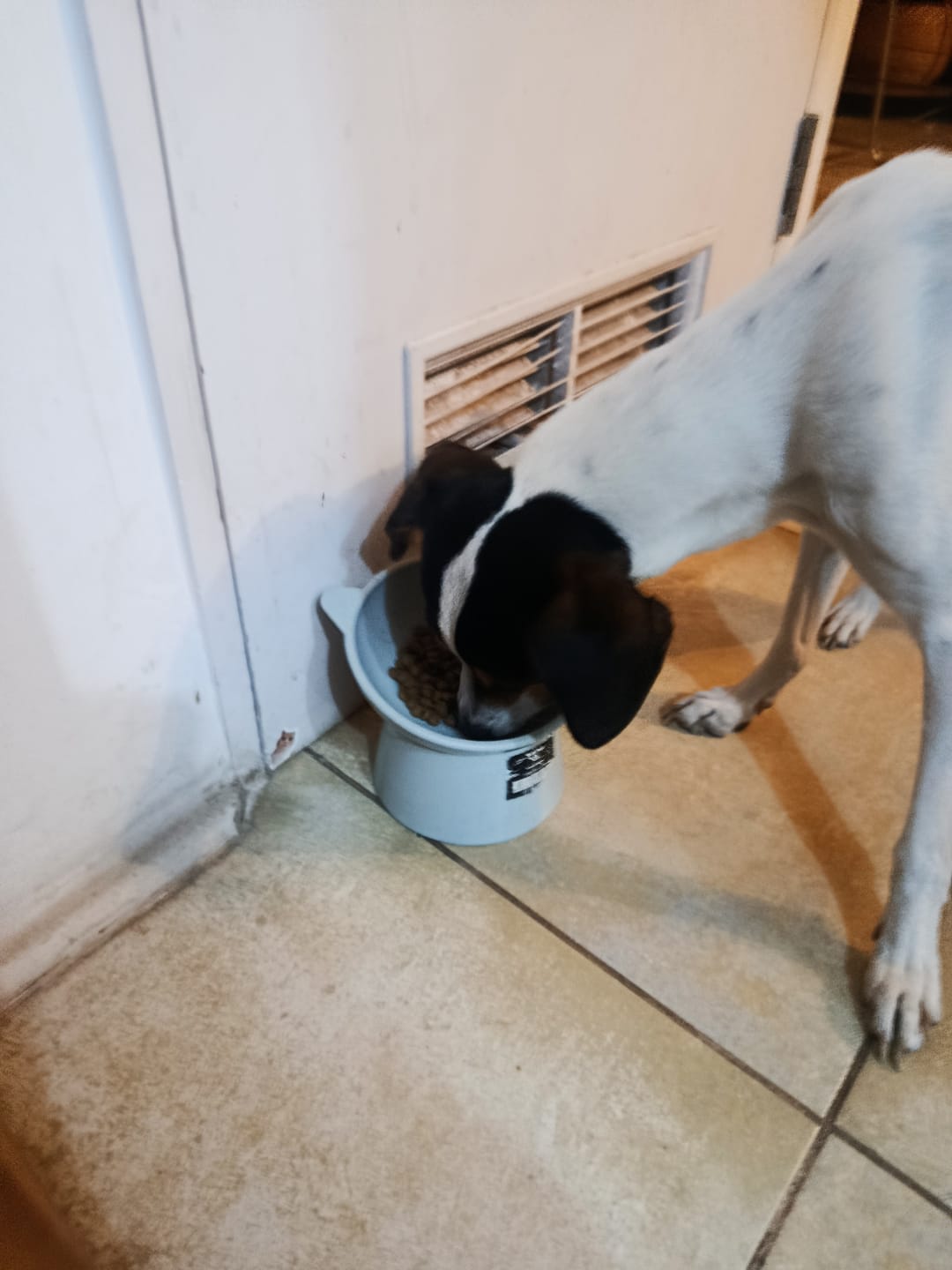 Customer photo review of PetFamily Foods Razas Pequeñas