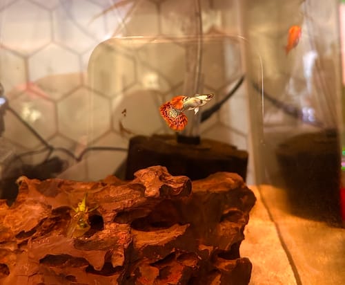 Customer's Dumbo Ear Red Mosaic Guppy Fish with a vibrant red tail swimming in an aquarium.