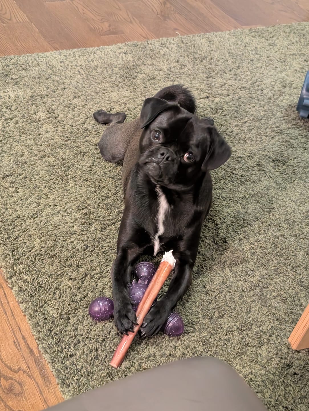 Customer photo review of 12 Inch Thick Bully Stick