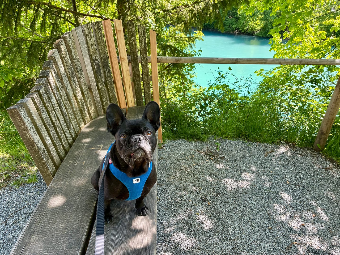 Customer photo review of Probio Belly Snacks für Hunde mit BIOTICS³-Komplex: Präbiotika, Probiotika & Postbiotika