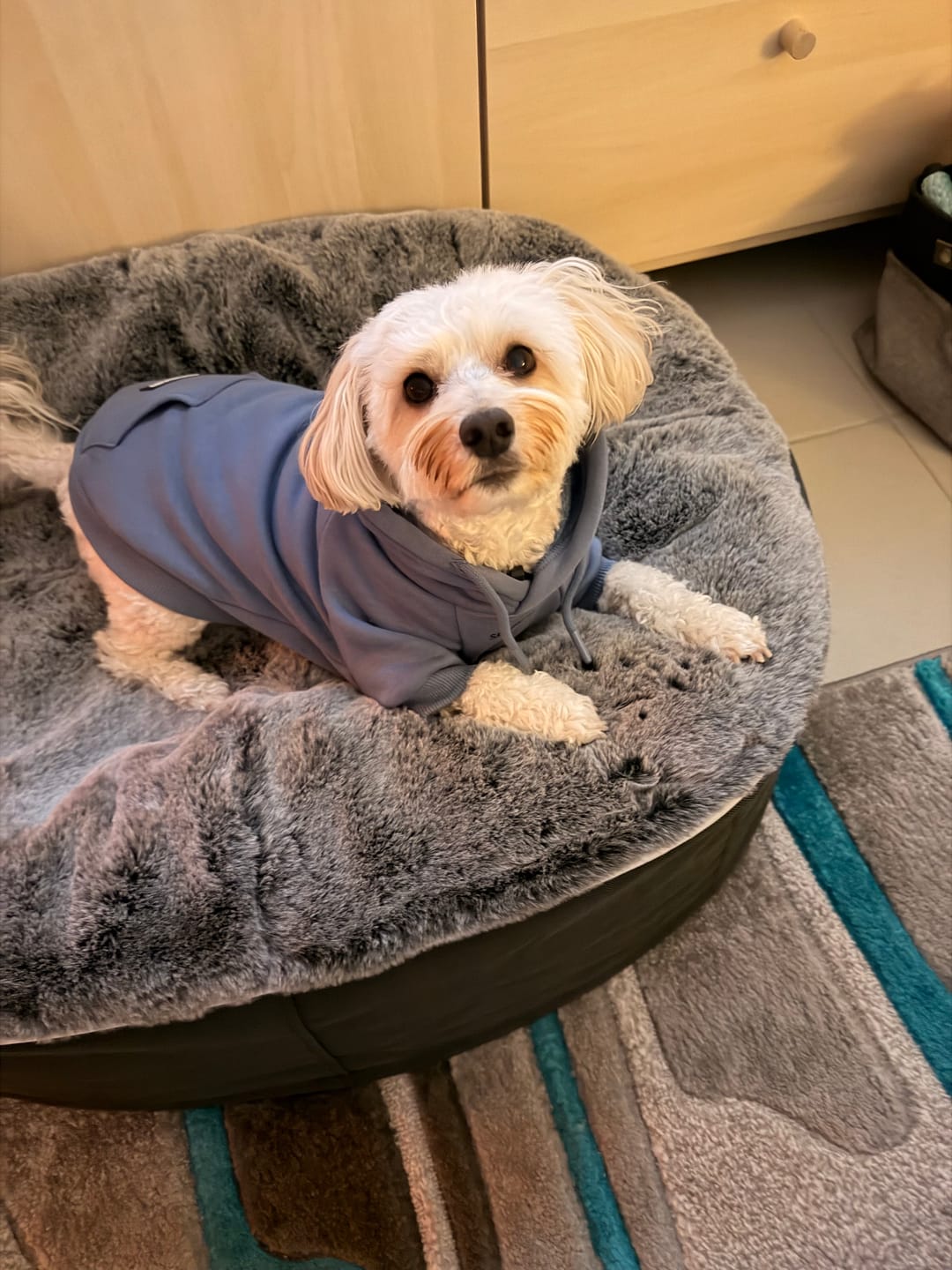 Customer photo review of Essential Dog Hoodie - Slate Blue