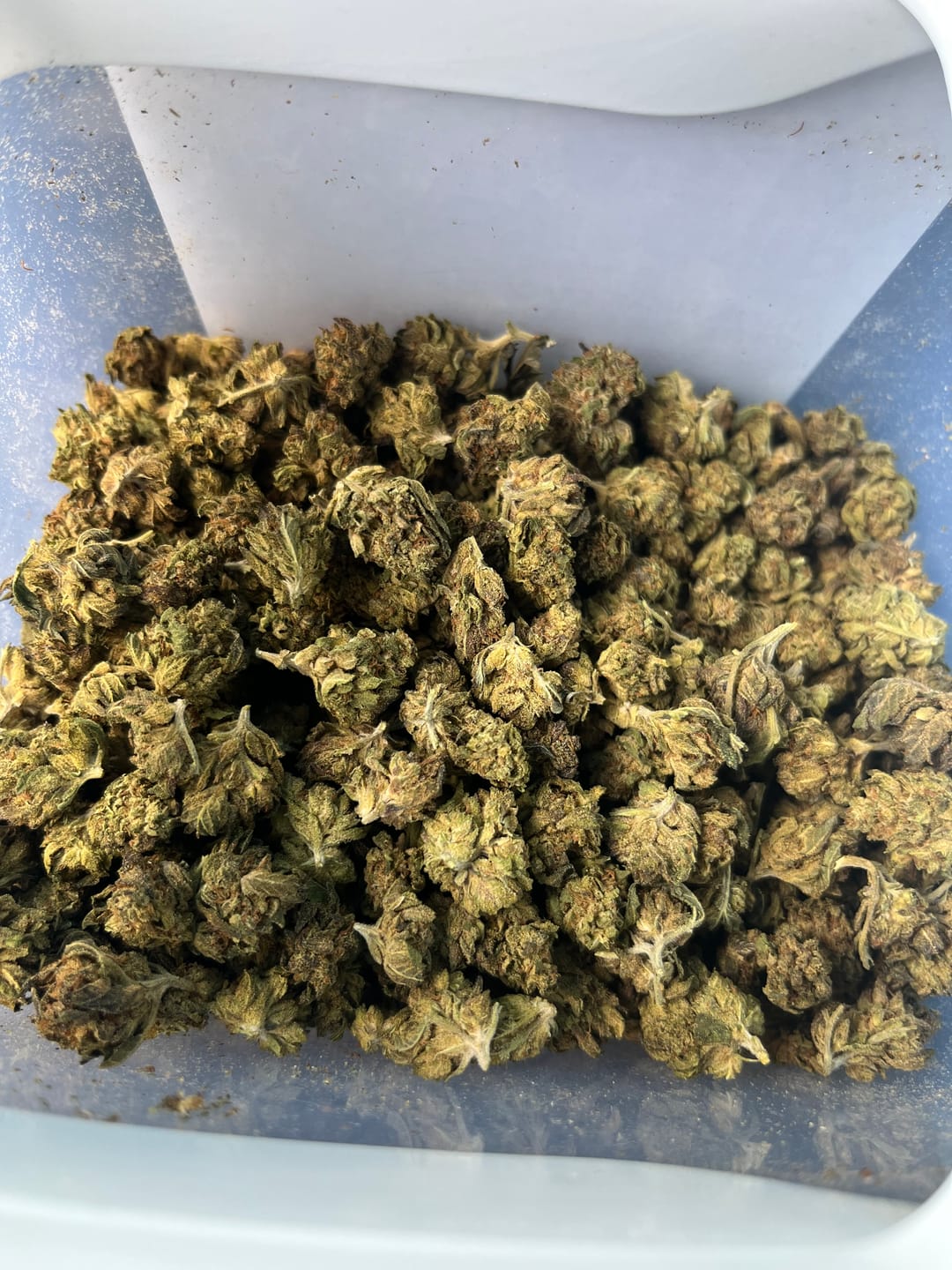 Customer photo review of Ice Runtz - 4 Grams - Indica
