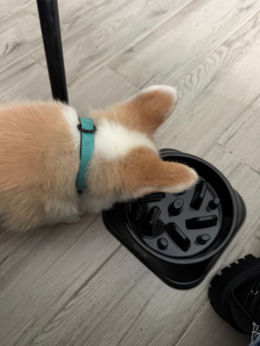 Customer photo review of Bowl Anti-Ansiedad THE DOGS