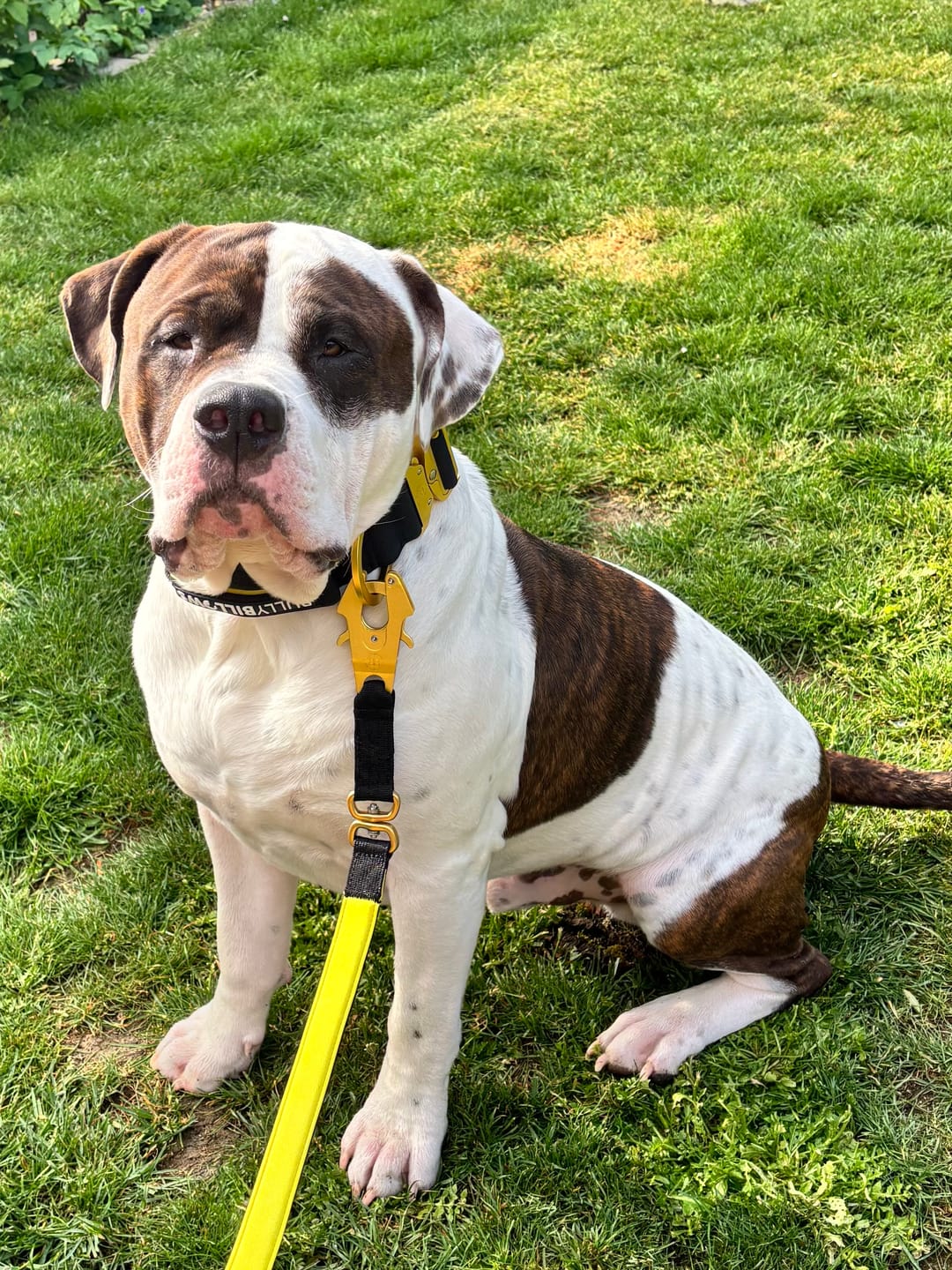 Customer photo review of 5cm Lighter Combat® Collar | With Handle Secure Clip - Black x Yellow