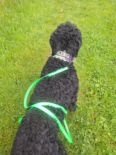 Customer photo review of Neoprene Dog Collar with Name - XL | 4Kyon