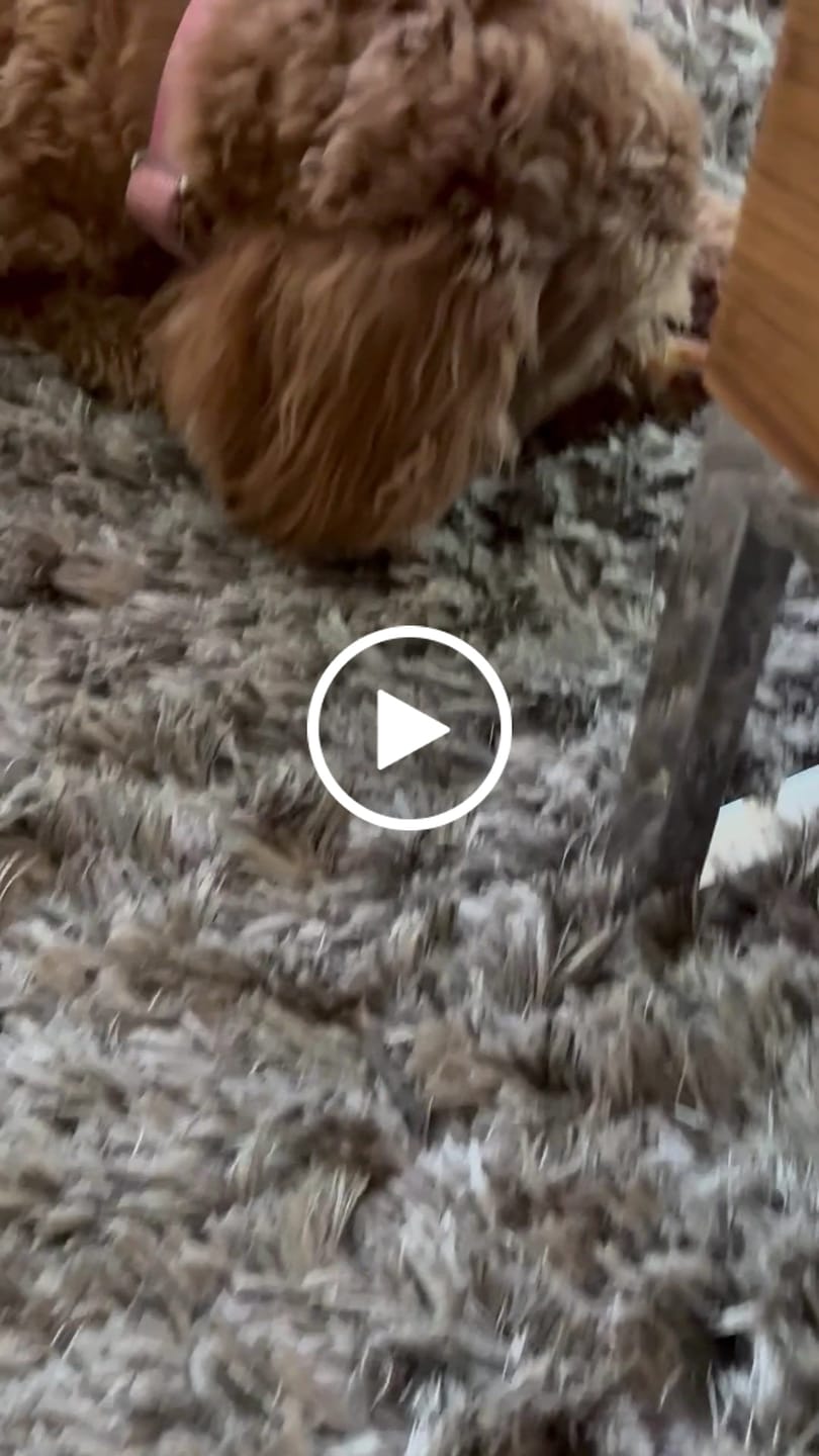 Customer video review of Medium Ostrich Cane (10" x 3"): The Long-Lasting, Flavor-Packed Chew for Medium & Large Dogs