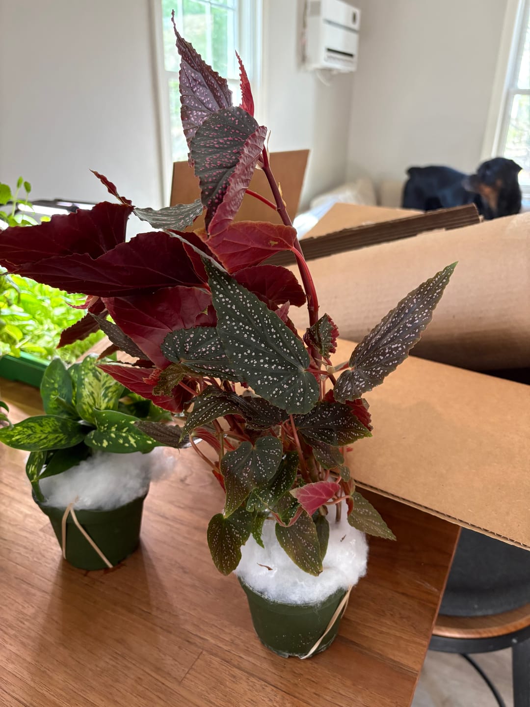 Customer photo review of Begonia 'Benigo Pink' 'Pink Spots'